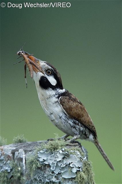 White-eared Puffbird w02-36-081.jpg